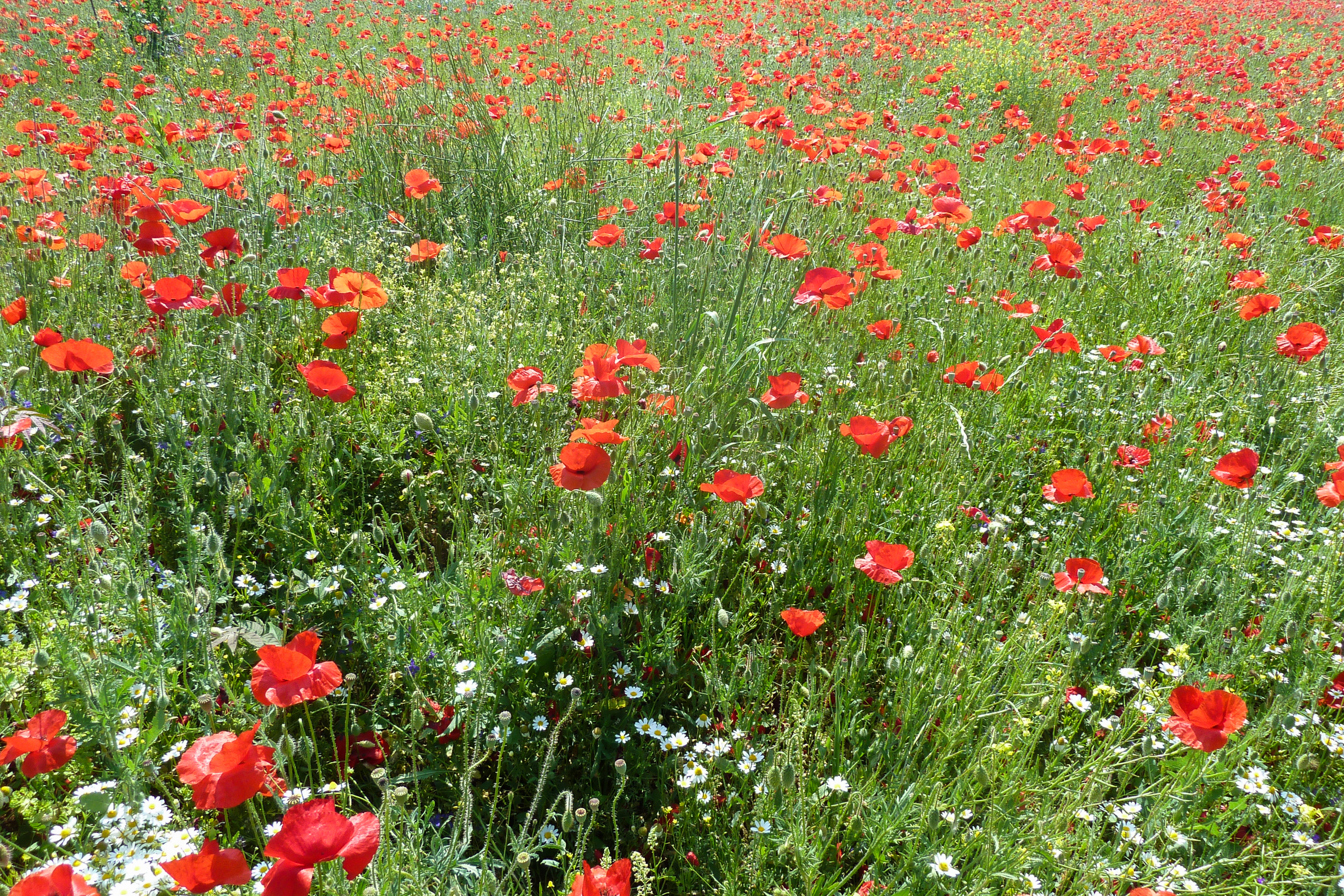 Mohnblütenfeld – rotes Feuerwerk in der istrischen Landschaft